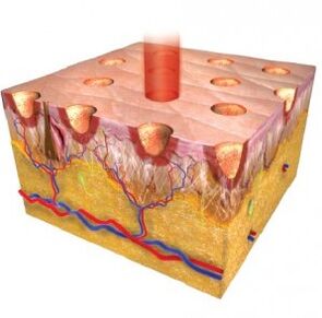 epidermis